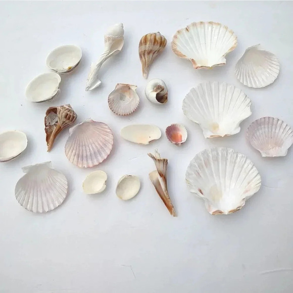 Seashell Lot Clearwater Beach, Florida - Picture 10 of 11